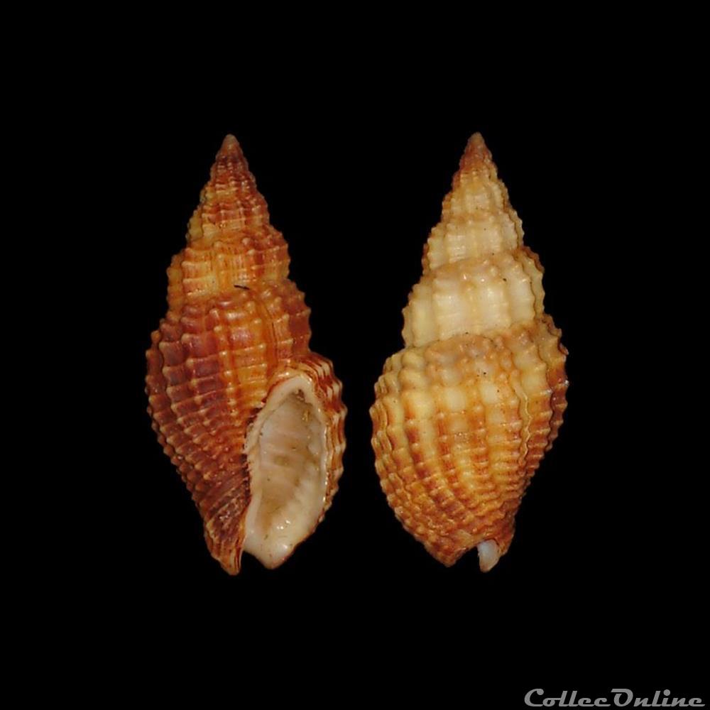 Nassariidae Photinae - Antillophos candeanus (d'Orbigny, 1842) coquillages fossiles gastropoda nassariidae photinae antillophos candeanus d orbigny 1842
