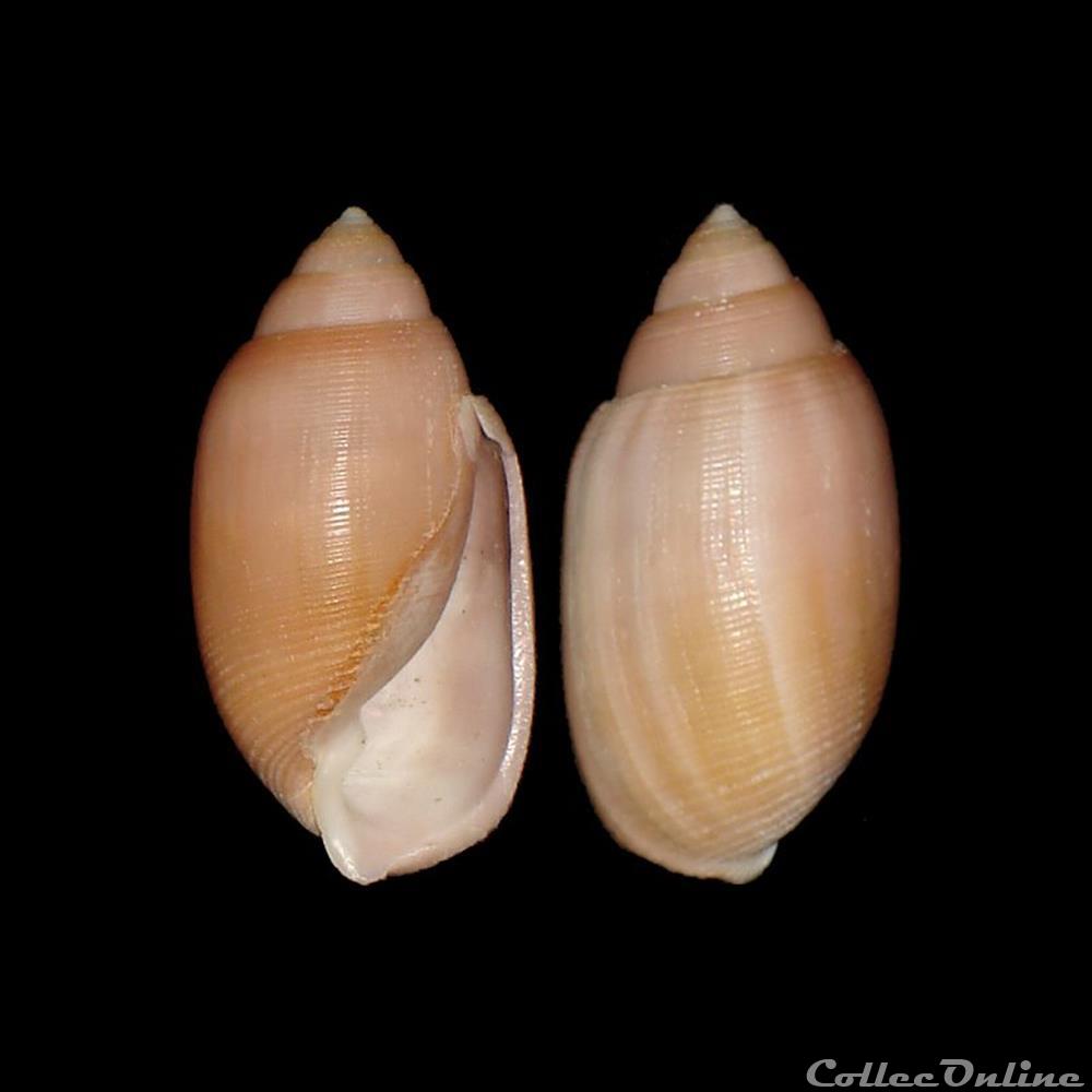 Actenoidae - Acteon tornatilis (Linné, 1758) coquillage fossile gastropodum actenoidae acteon tornatilis linne 1758