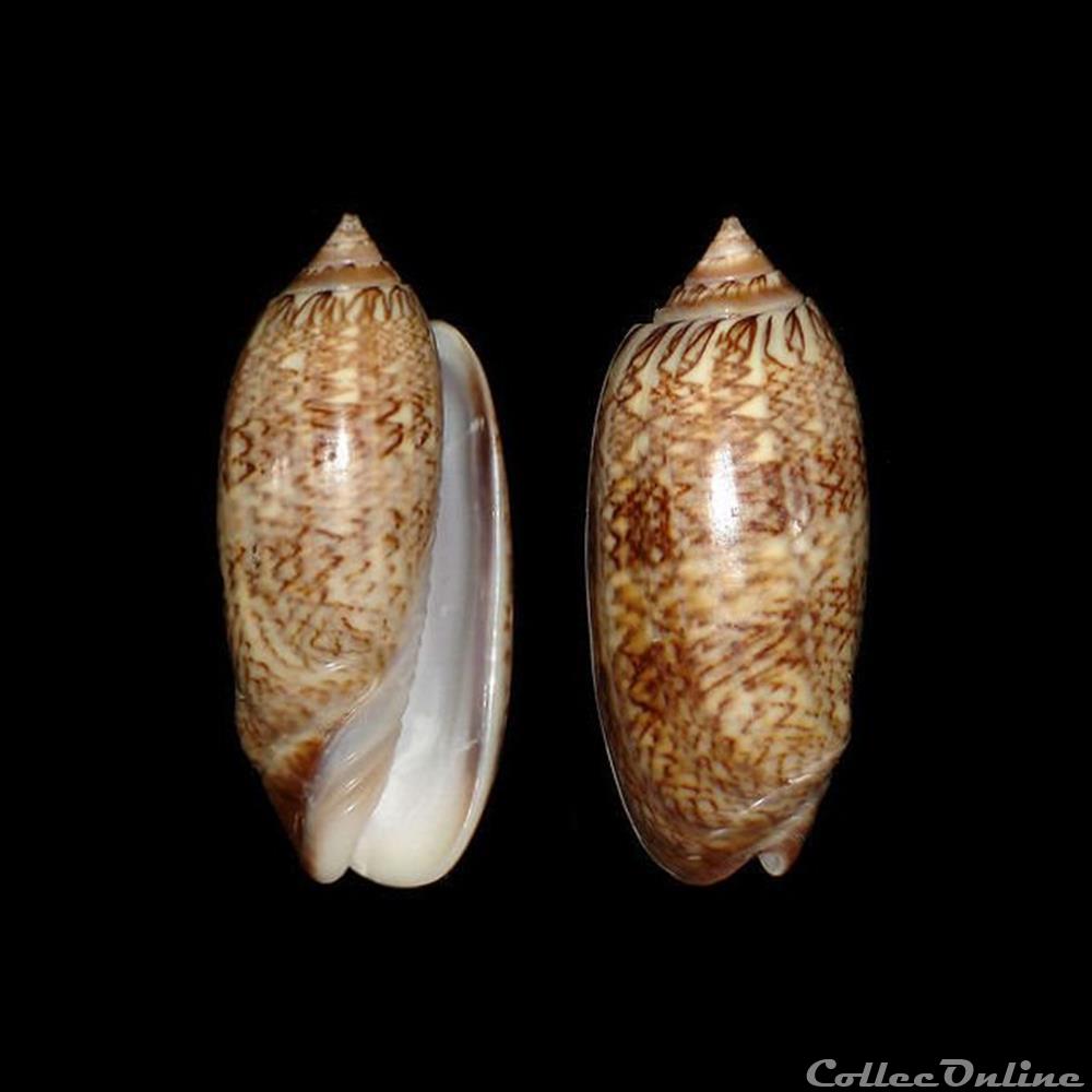 Olividae - Americoliva reticularis (Lamarck, 1811) coquillages fossiles gastropoda olividae americoliva reticularis lamarck 1811