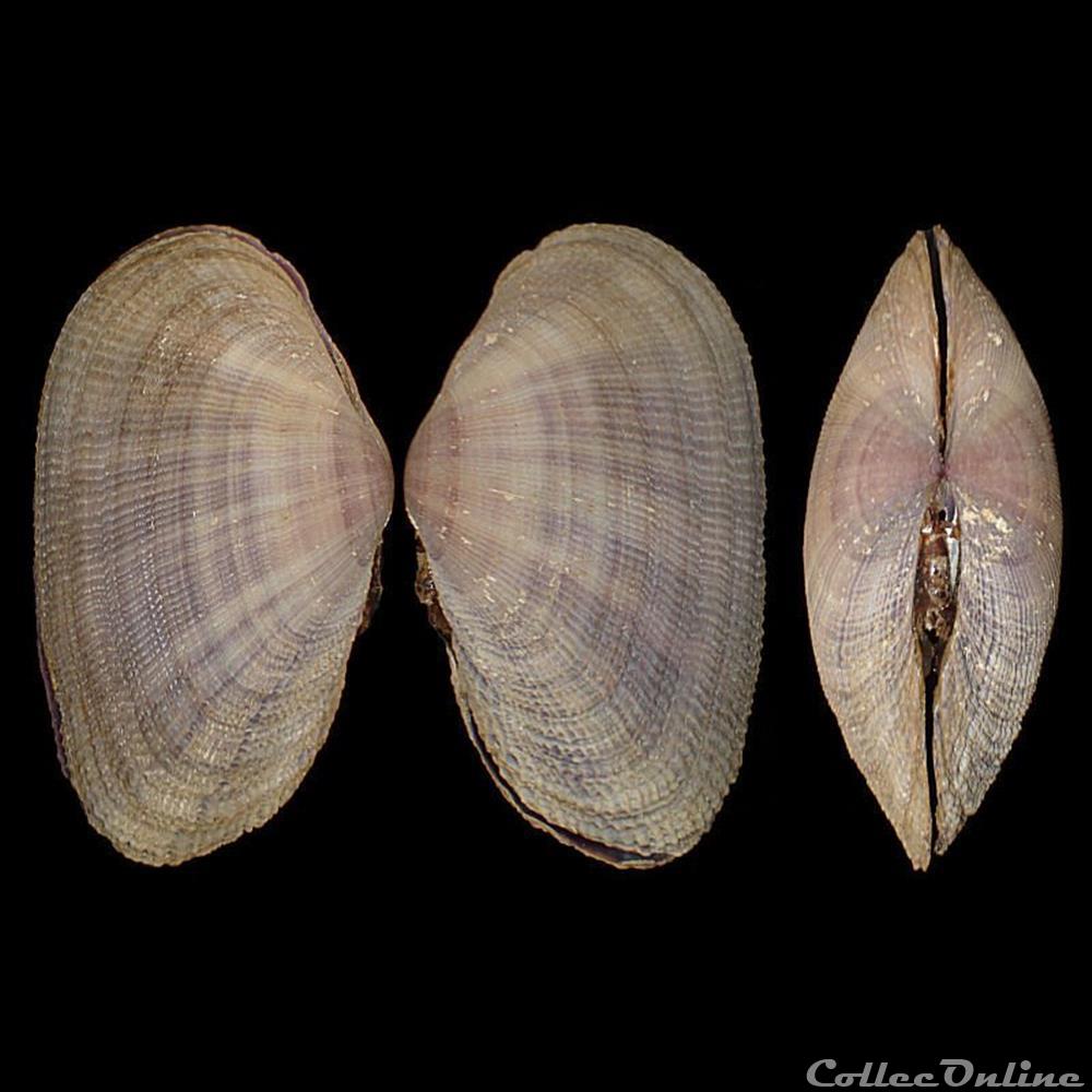 coquillages fossiles bivalvia psammobiidae asaphis deflorata linne 1758