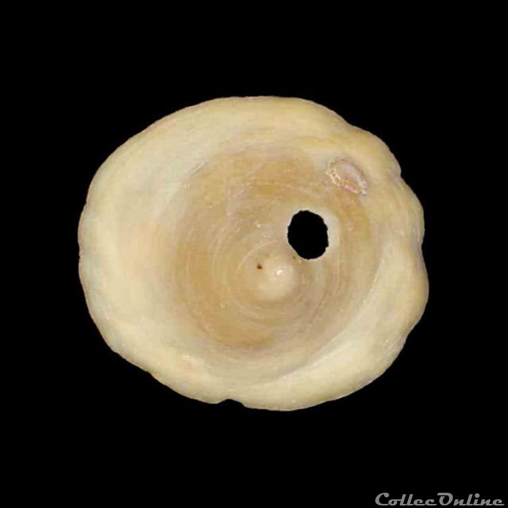 Calyptraeidae - Calyptraea chinensis (Linné, 1758) coquillage fossile gastropodum calyptraeidae calyptraea chinensis linne 1758