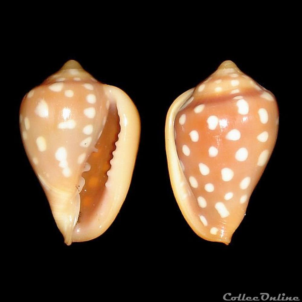 Marginellidae - Marginella goodalli (Sowerby I, 1825) coquillages fossiles gastropoda marginellidae marginella goodalli sowerby i 1825