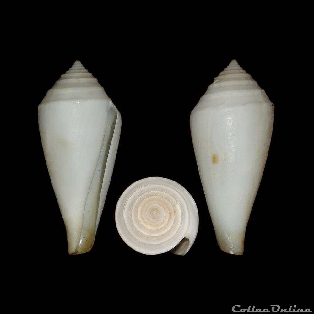 Endemoconus bozzettii (Lauer, 1991) coquillages fossiles gastropoda endemoconus bozzettii lauer 1991