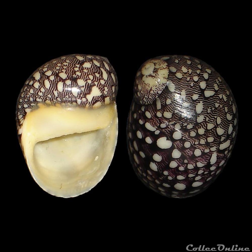 coquillages fossiles gastropoda neritidae nereina punctulata lamarck 1816