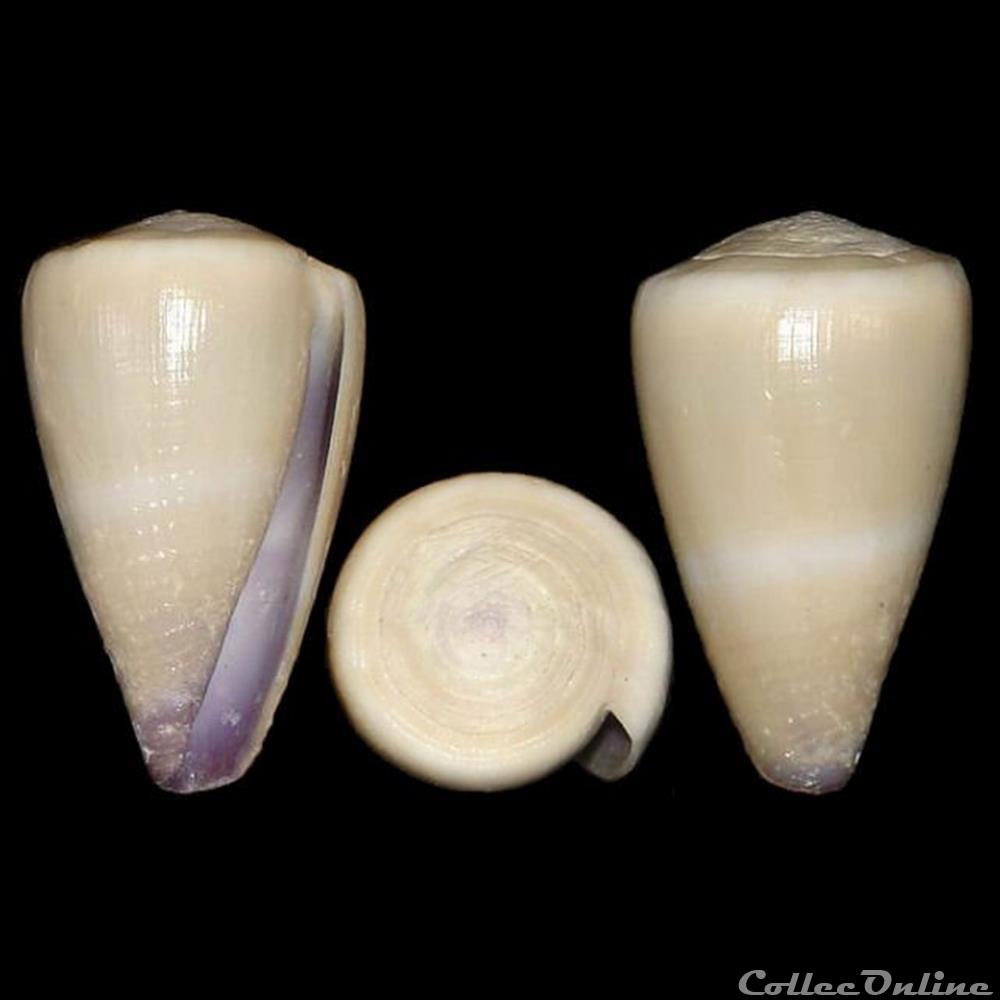 coquillages fossiles gastropoda virgiconus frigidus reeve 1848