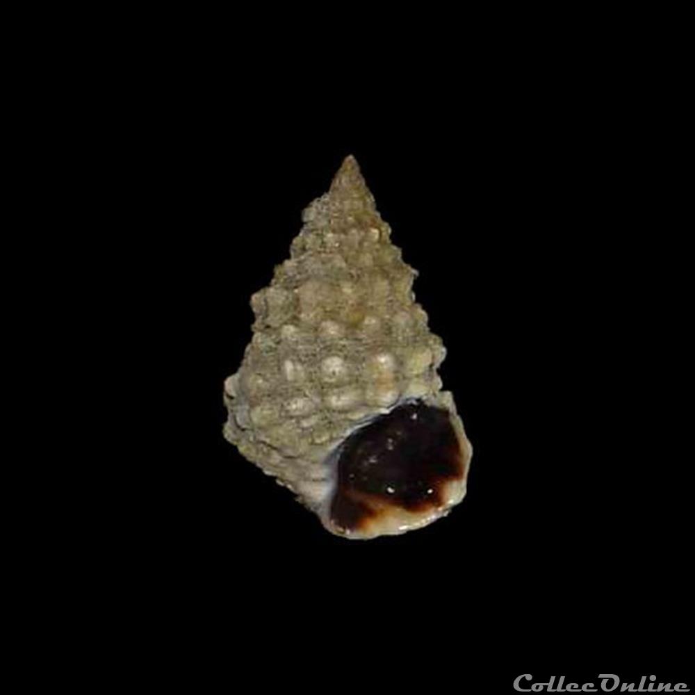 Littorinidae - Echinolittorina tuberculata (Menke, 1828) coquillages fossiles gastropoda littorinidae echinolittorina tuberculata menke 1828
