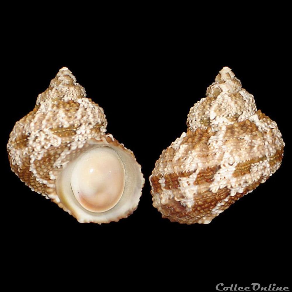 Turbinidae - Turbo castanea (Gmelin, 1791) coquillages fossiles gastropoda turbinidae turbo castanea gmelin 1791