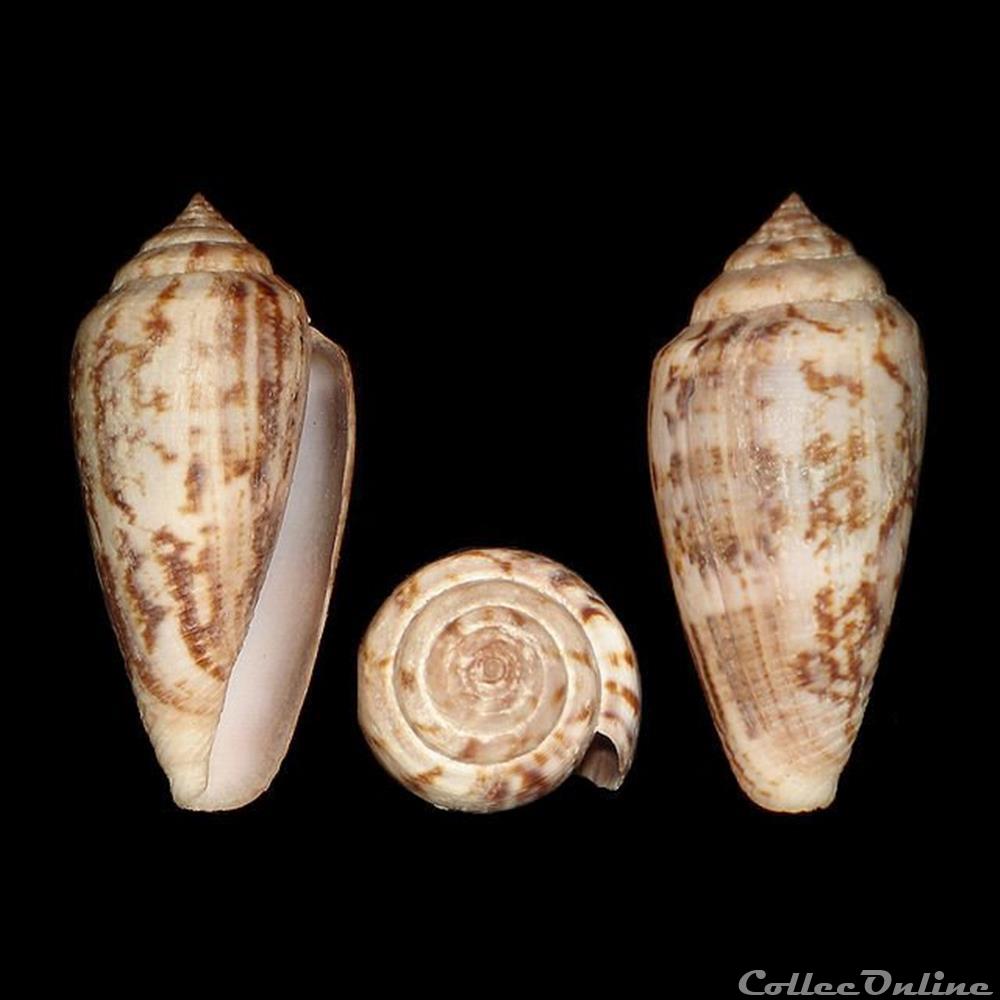 coquillages fossiles gastropoda floraconus anemone lamarck 1810