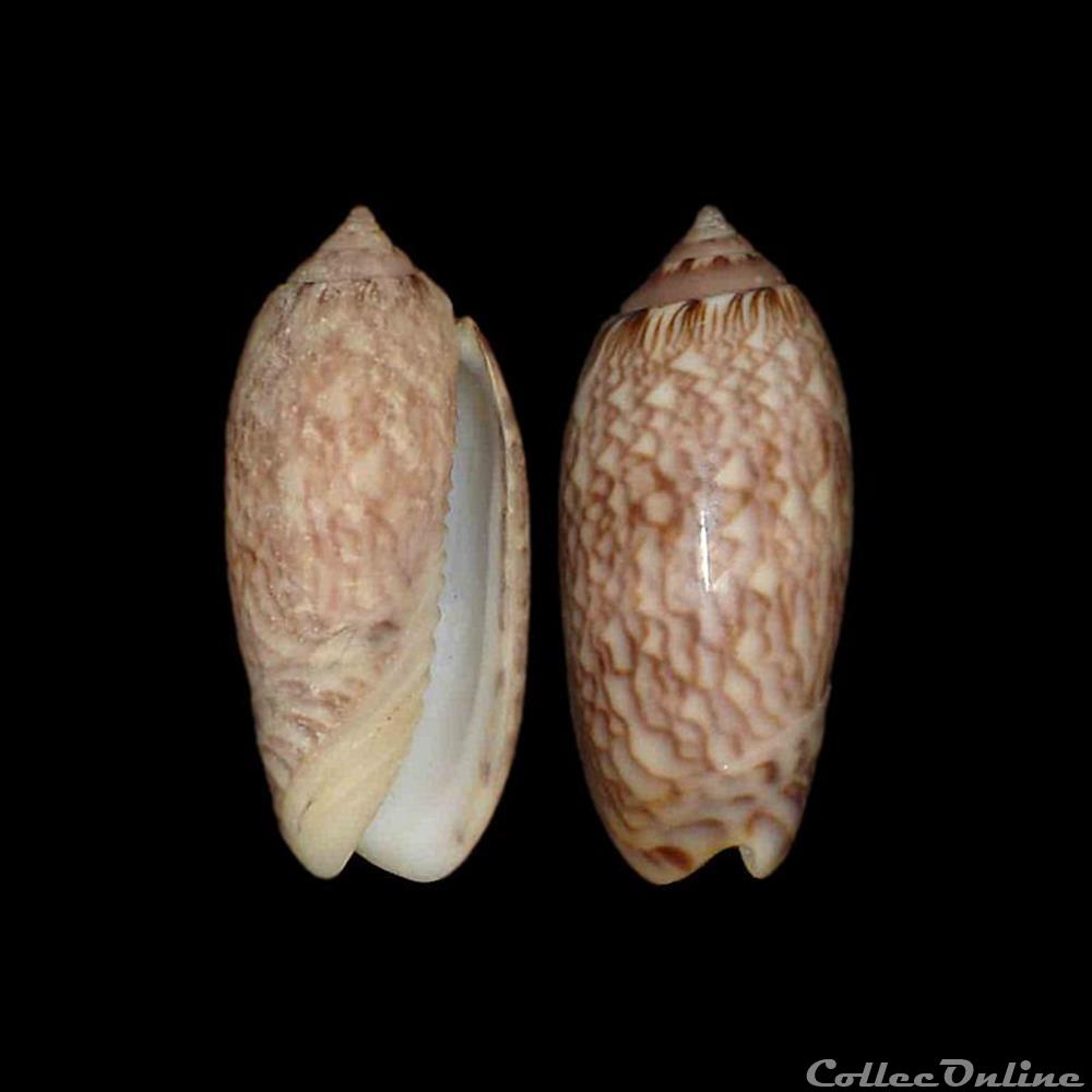 Olividae - Americoliva reticularis (Lamarck, 1811) coquillages fossiles gastropoda olividae americoliva reticularis lamarck 1811