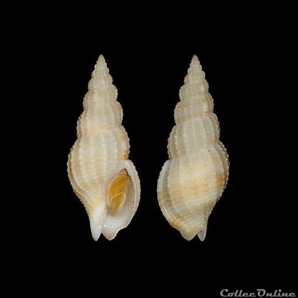 Nassariidae Photinae - Antillophos elegans (Guppy, 1866) coquillages fossiles gastropoda nassariidae photinae antillophos elegans guppy 1866
