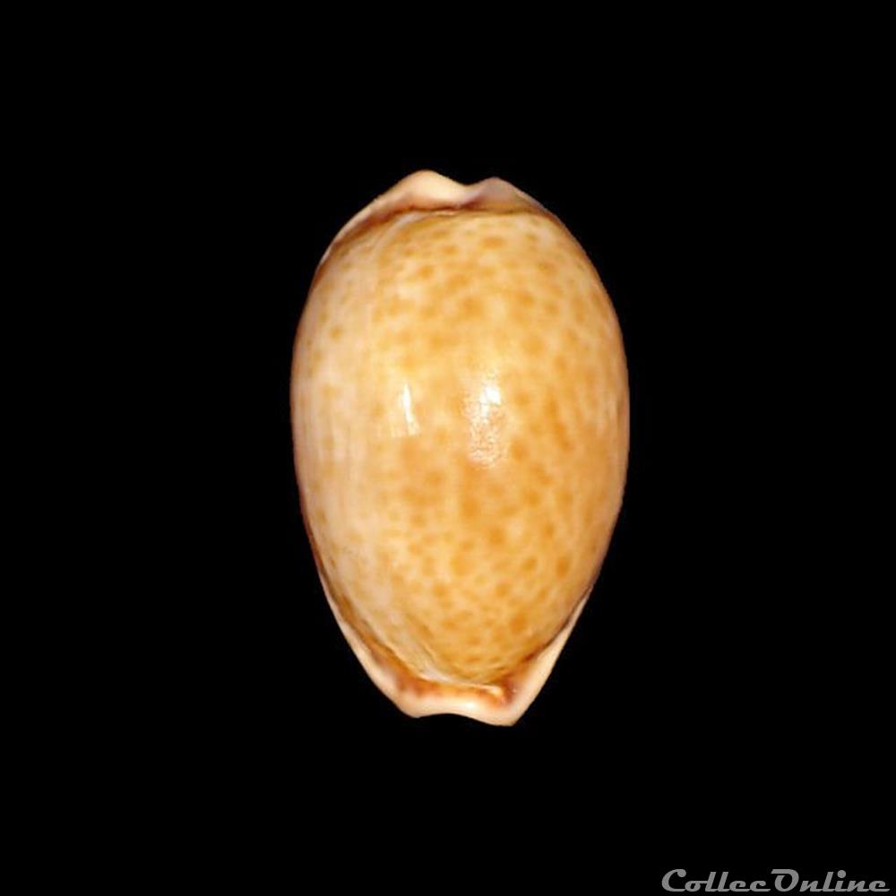 Cypraeidae - Naria spurca verdensium (Melvill, 1888) coquillages fossiles gastropoda cypraeidae naria spurca verdensium melvill 1888