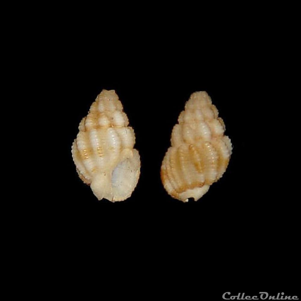 Nassariidae - Phrontis vibex (Say, 1822) coquillages fossiles gastropoda nassariidae phrontis vibex say 1822