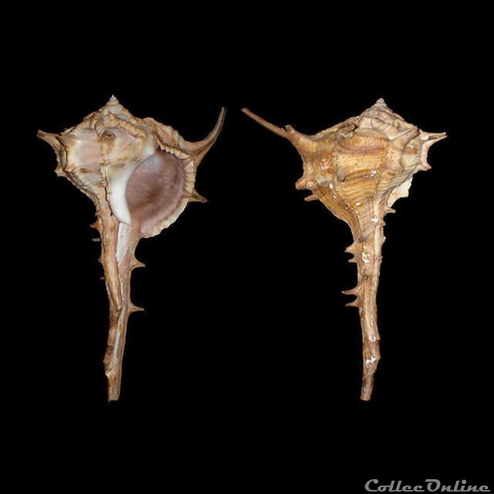coquillages fossiles gastropoda muricidae bolinus cornutus linne 1758