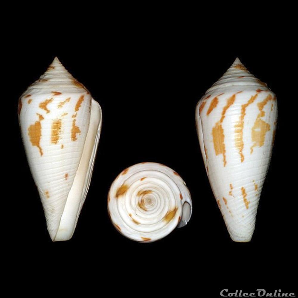 Embrikena pergrandis (Iredale, 1937) coquillages fossiles gastropoda embrikena pergrandis iredale 1937