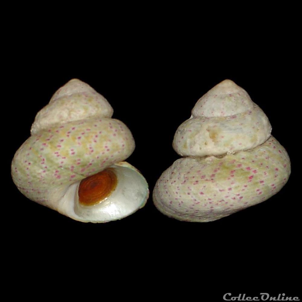 Trochidae - Steromphala divaricata (Linnaeus, 1758) coquillages fossiles gastropoda trochidae steromphala divaricata linnaeus 1758