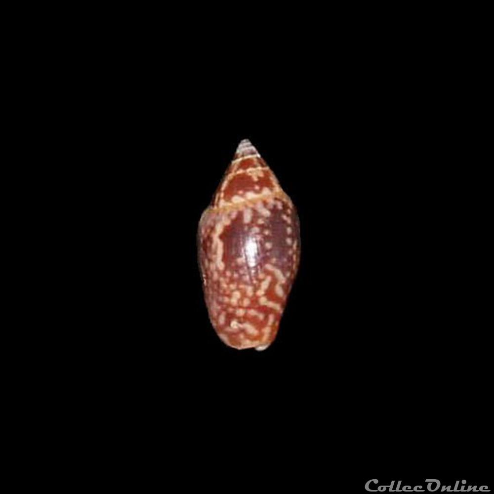 Columbellidae - Nitidella nitida (Lamarck, 1822) coquillages fossiles gastropoda columbellidae nitidella nitida lamarck 1822