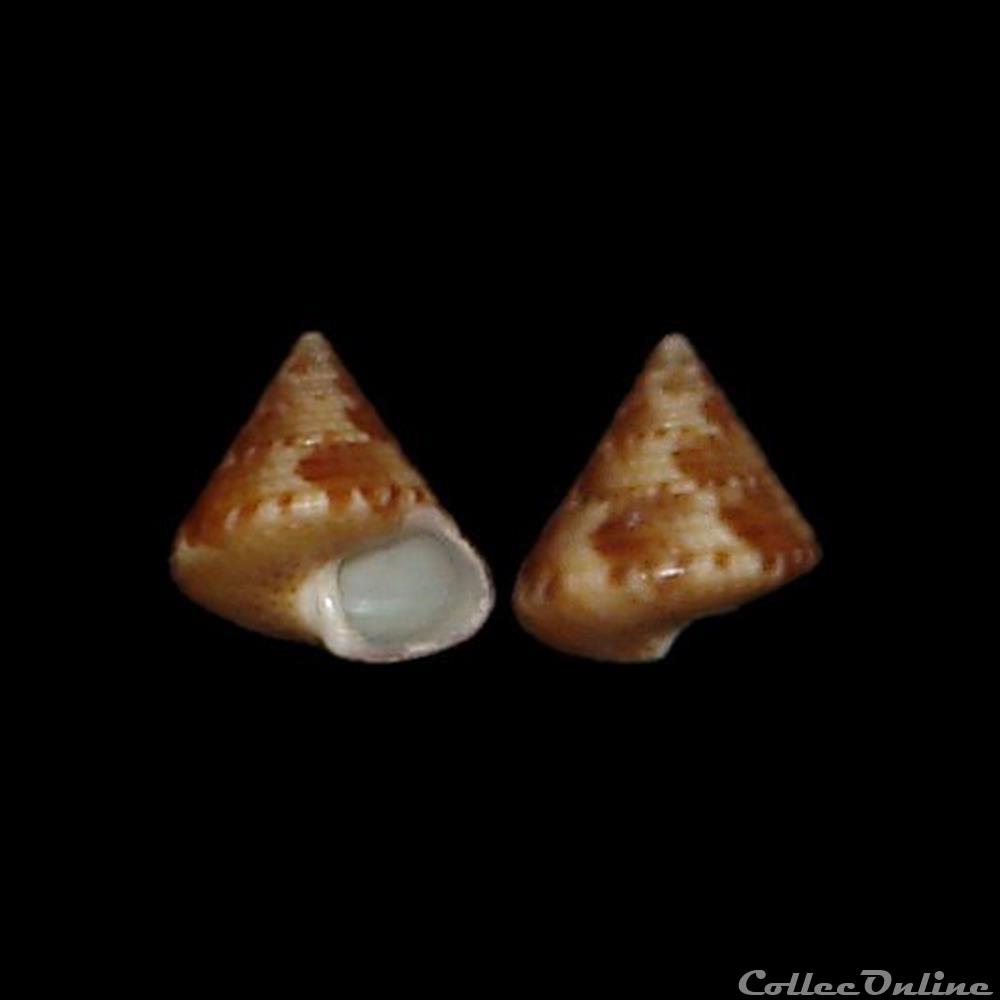 Calliostomatidae - Calliostoma laugieri (Payraudeau, 1826) coquillages fossiles gastropoda calliostomatidae calliostoma laugieri payraudeau 1826