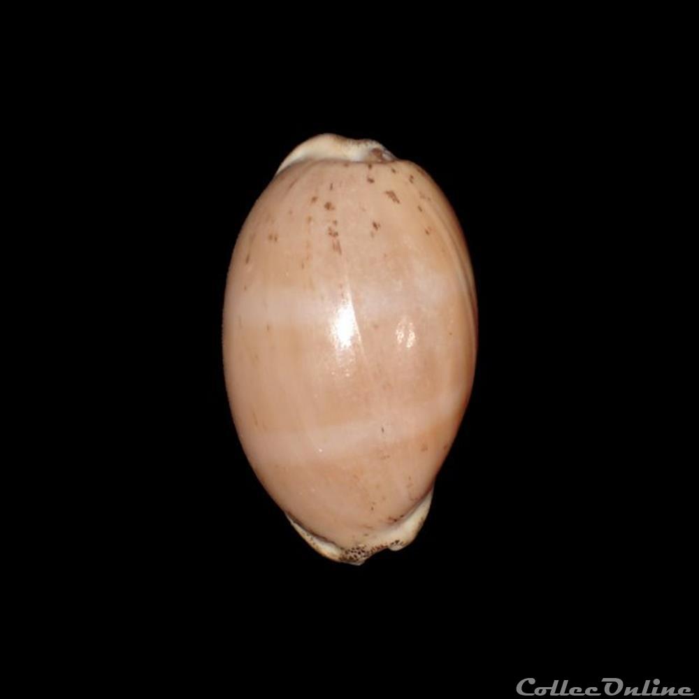 coquillages fossiles gastropoda cypraeidae luria cinerea gmelin 1791