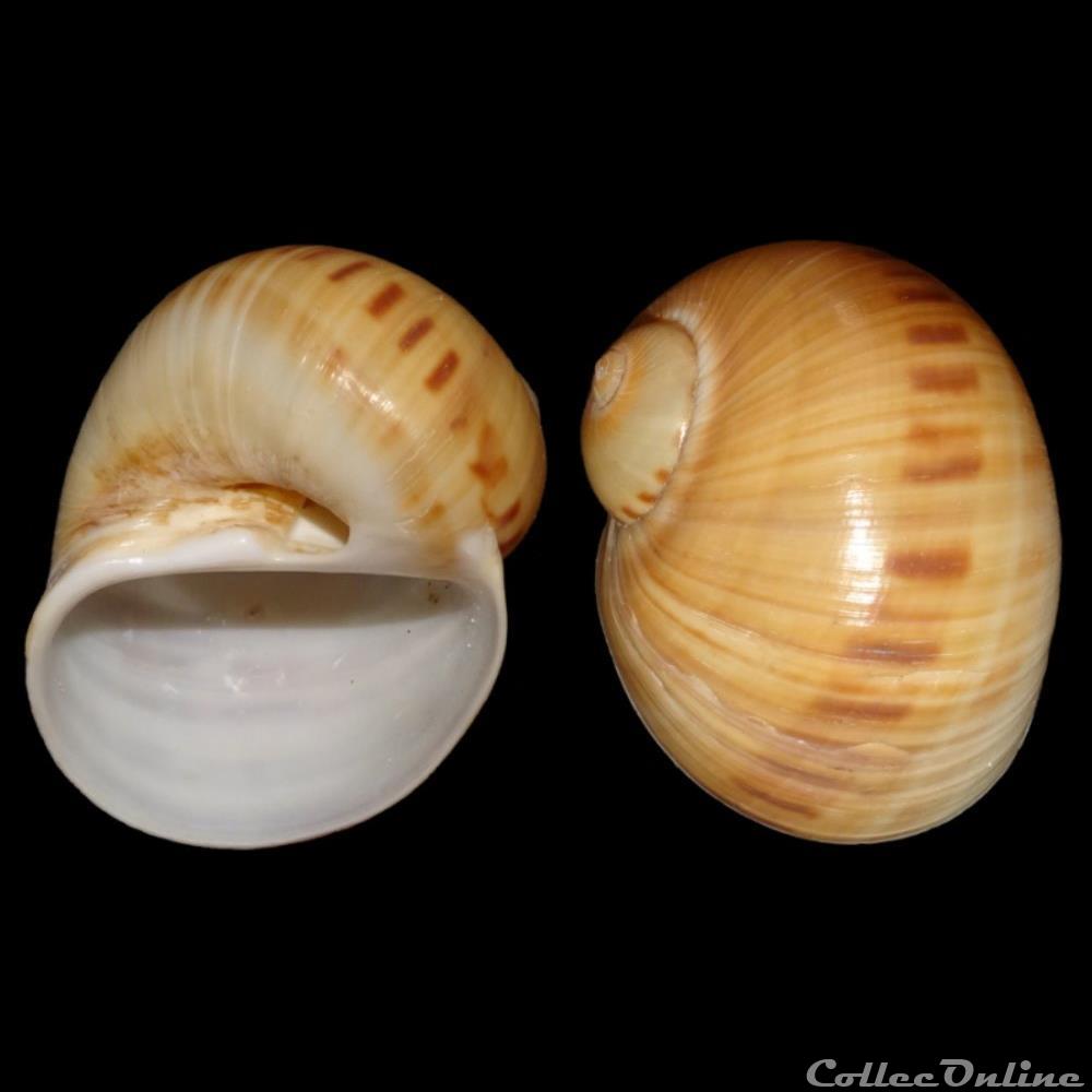 Naticidae - Natica monodi (Marche-Marchad, 1957) coquillages fossiles gastropoda naticidae natica monodi marche marchad 1957