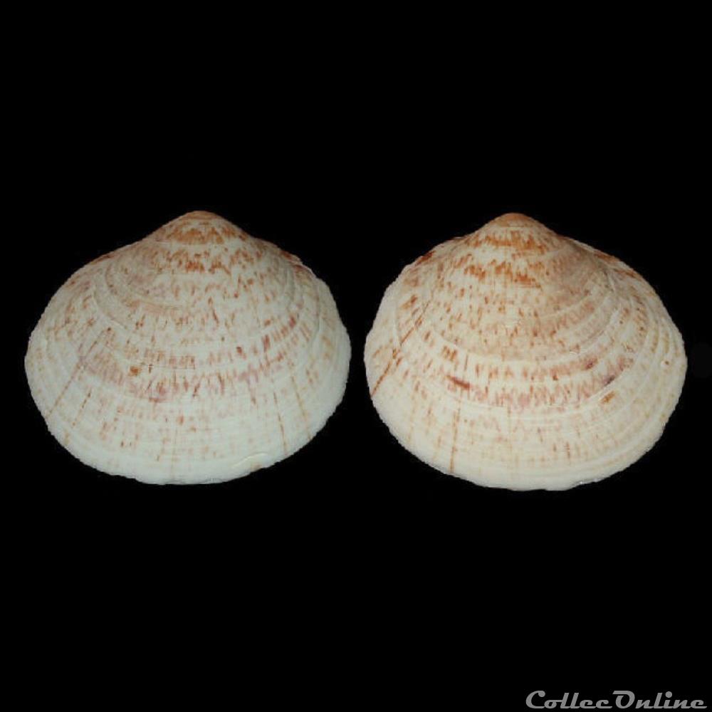 coquillages fossiles bivalvia glycymerididae glycymeris glycymeris linne 1758