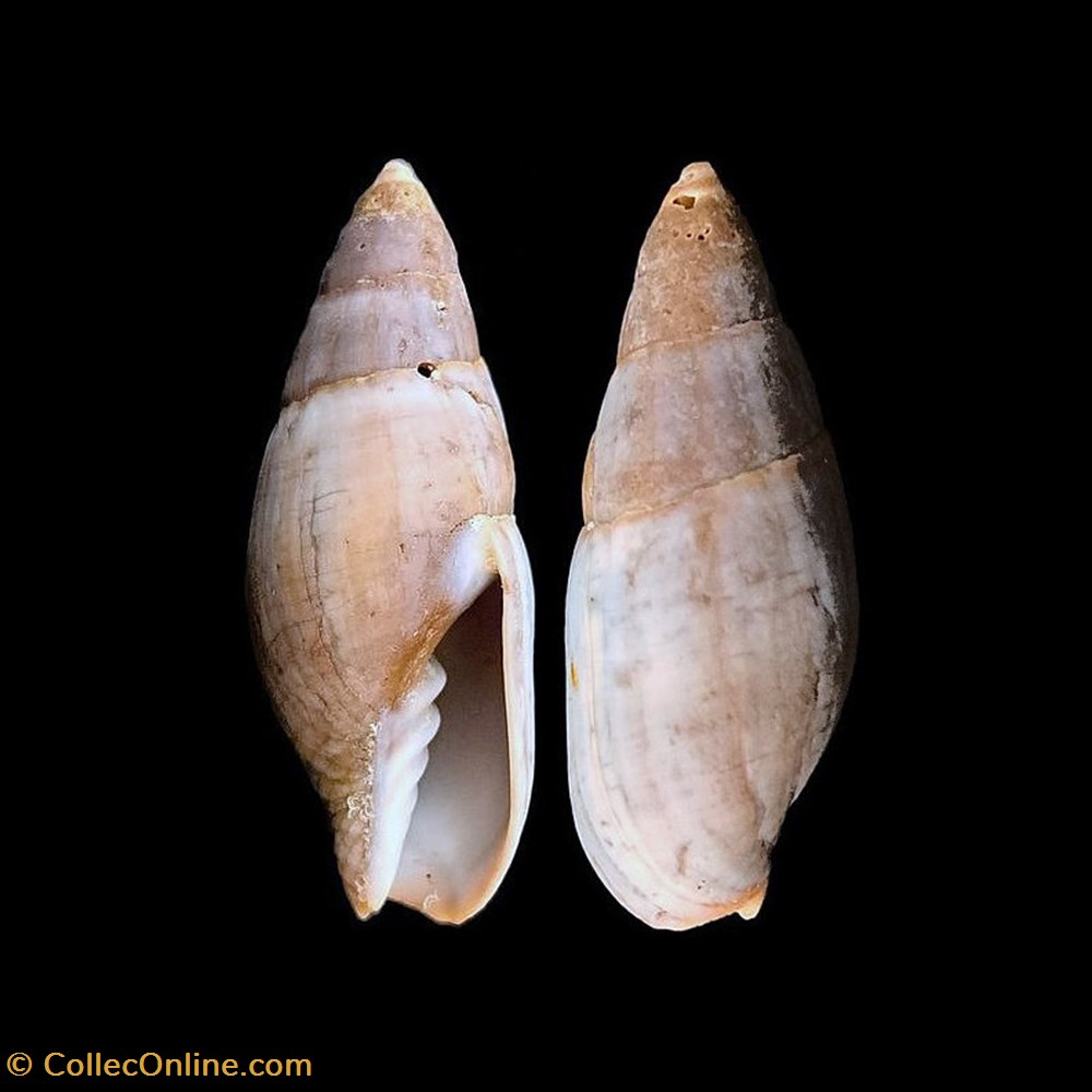coquillages fossiles gastropoda mitridae isara cornea lamarck 1811