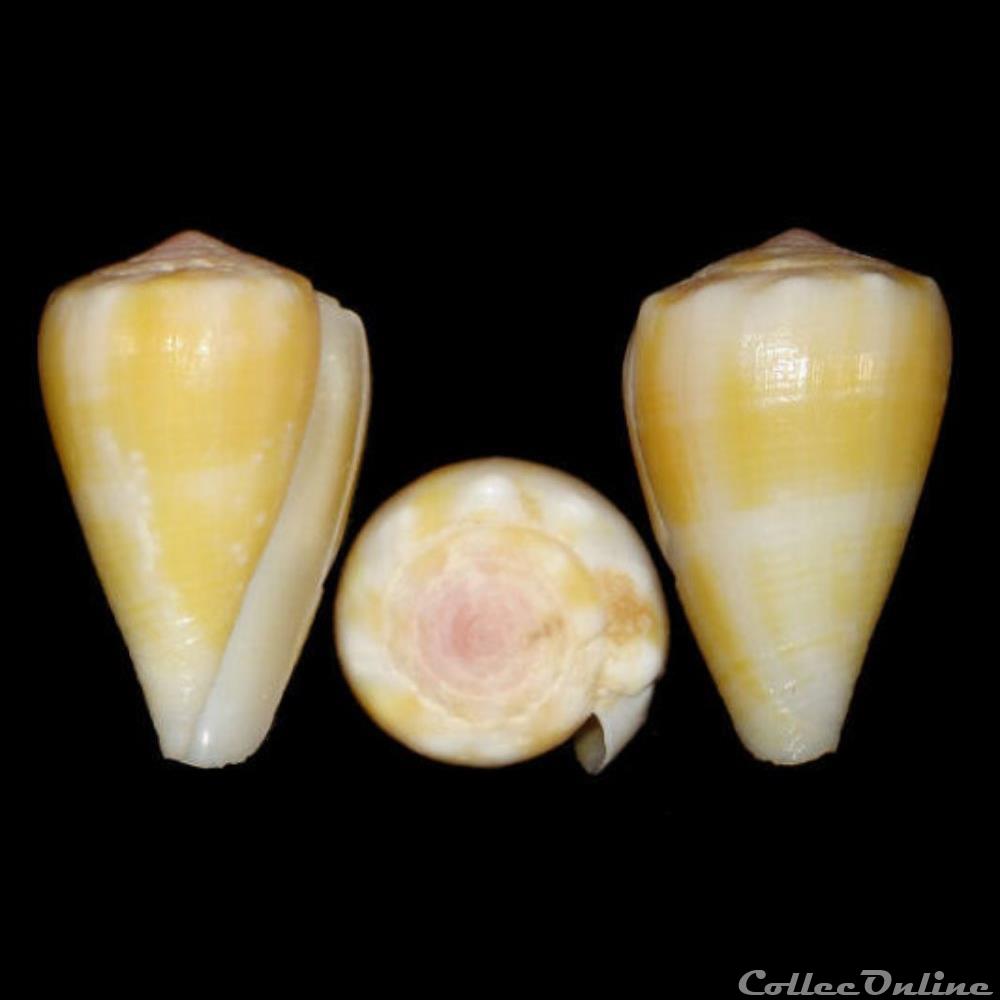 Floraconus balteatus f. olgiatii (Bozzetti, 2007) coquillages fossiles gastropoda floraconus balteatus f olgiatii bozzetti 2007