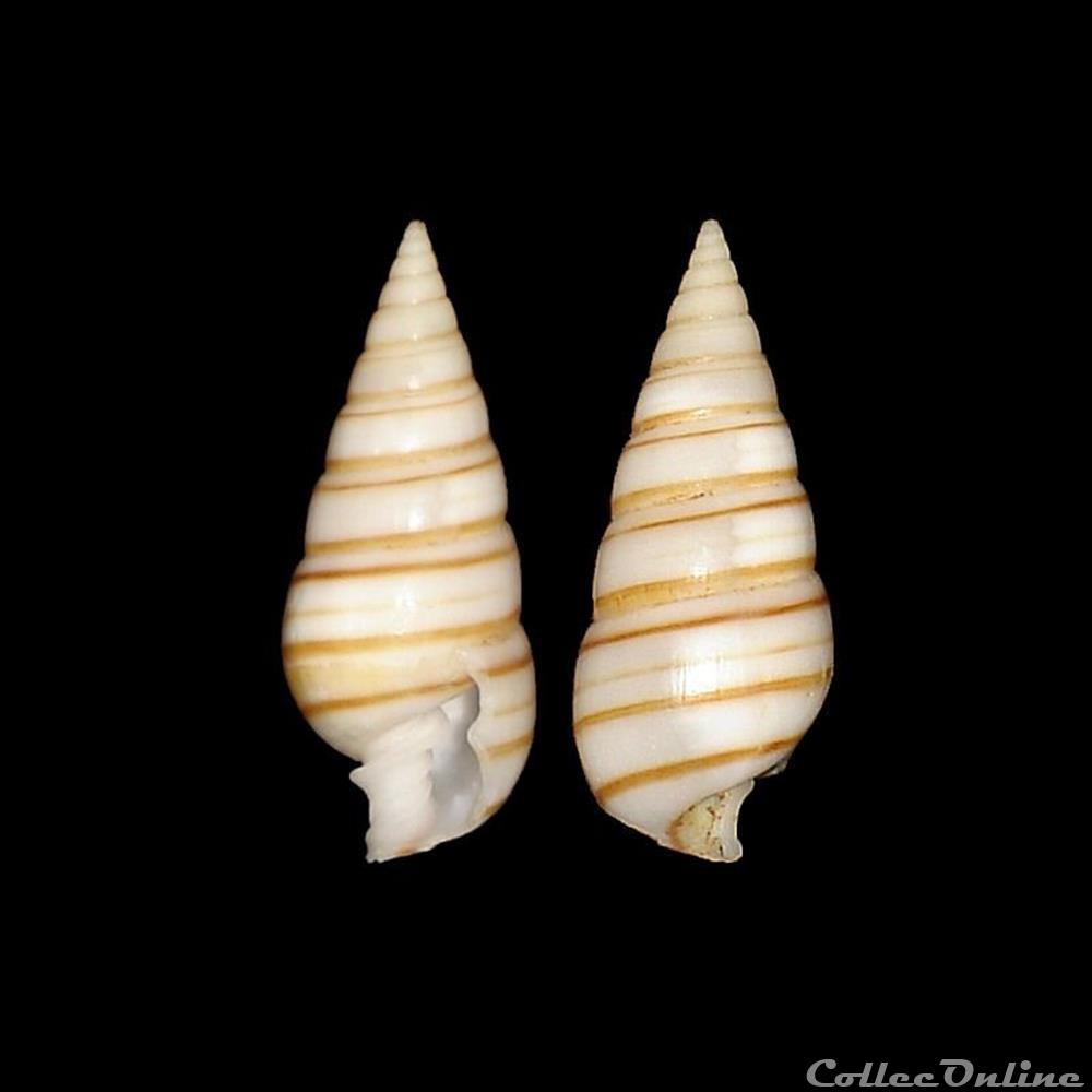 Pyramidellidae - Pyramidella dolabrata (Linné, 1758) coquillages fossiles gastropoda pyramidellidae pyramidella dolabrata linne 1758