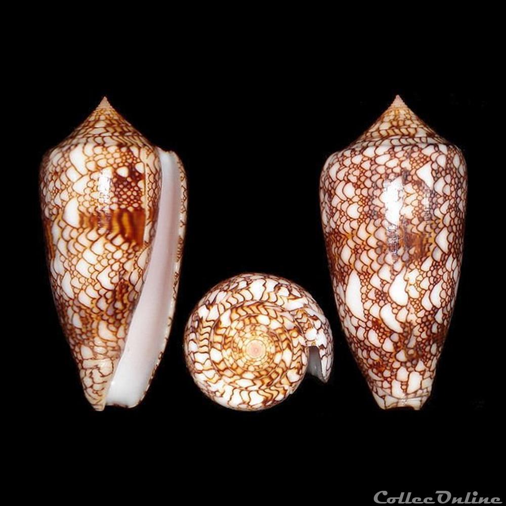 Cylinder canonicus (Hwass in Bruguière, 1792) coquillages fossiles gastropoda cylinder canonicus hwass in bruguiere 1792