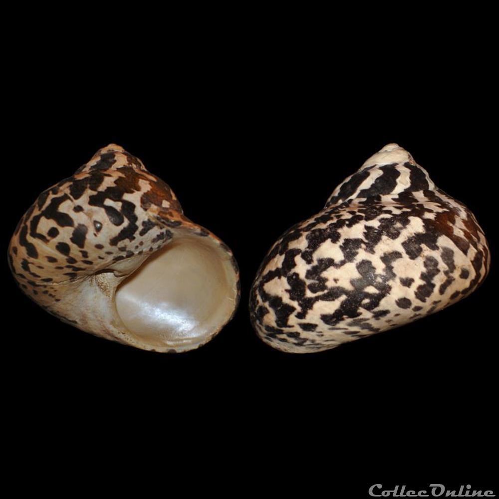 Tegulidae - Cittarium pica (Linné, 1758) coquillages fossiles gastropoda tegulidae cittarium pica linne 1758
