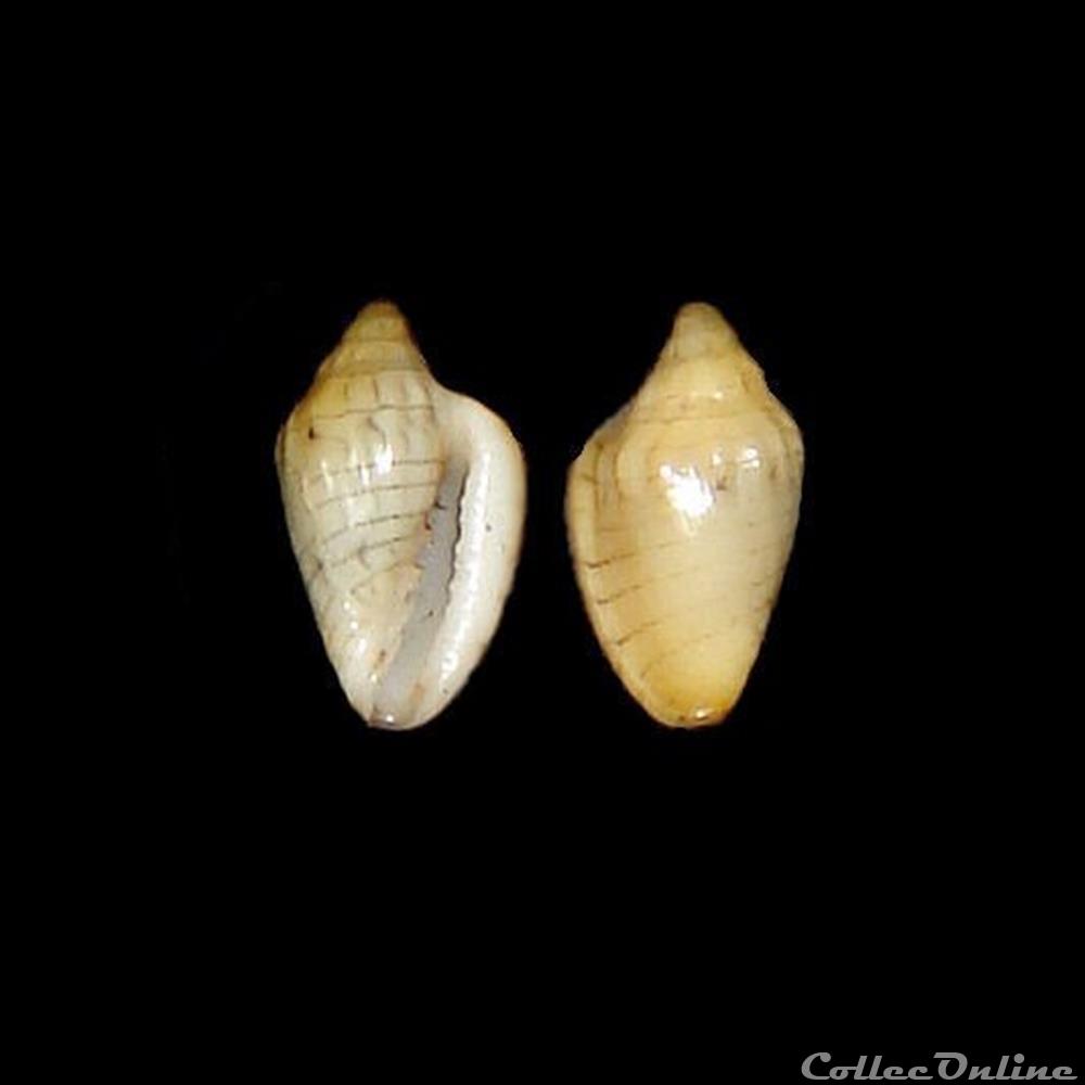 Marginellidae - Glabella tyermani (Marrat, 1876) coquillages fossiles gastropoda marginellidae glabella tyermani marrat 1876