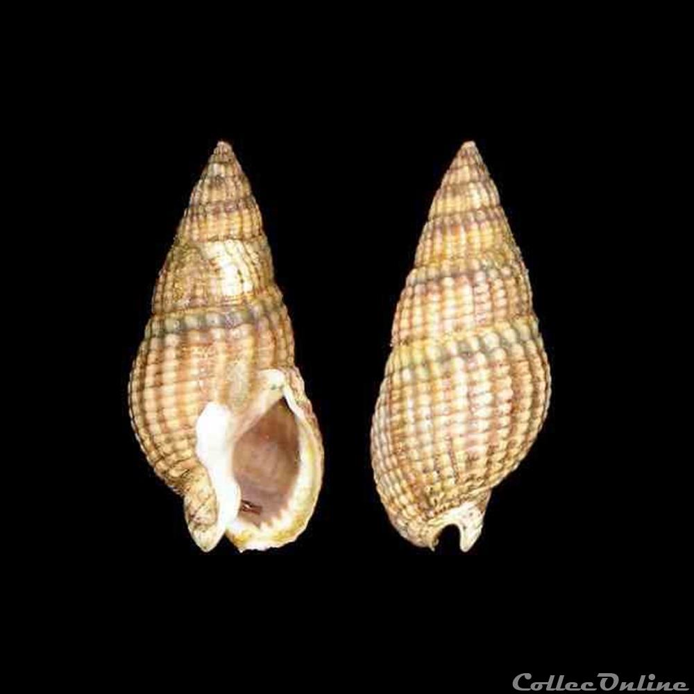 coquillages fossiles gastropoda nassariidae tritia reticulata linne 1758