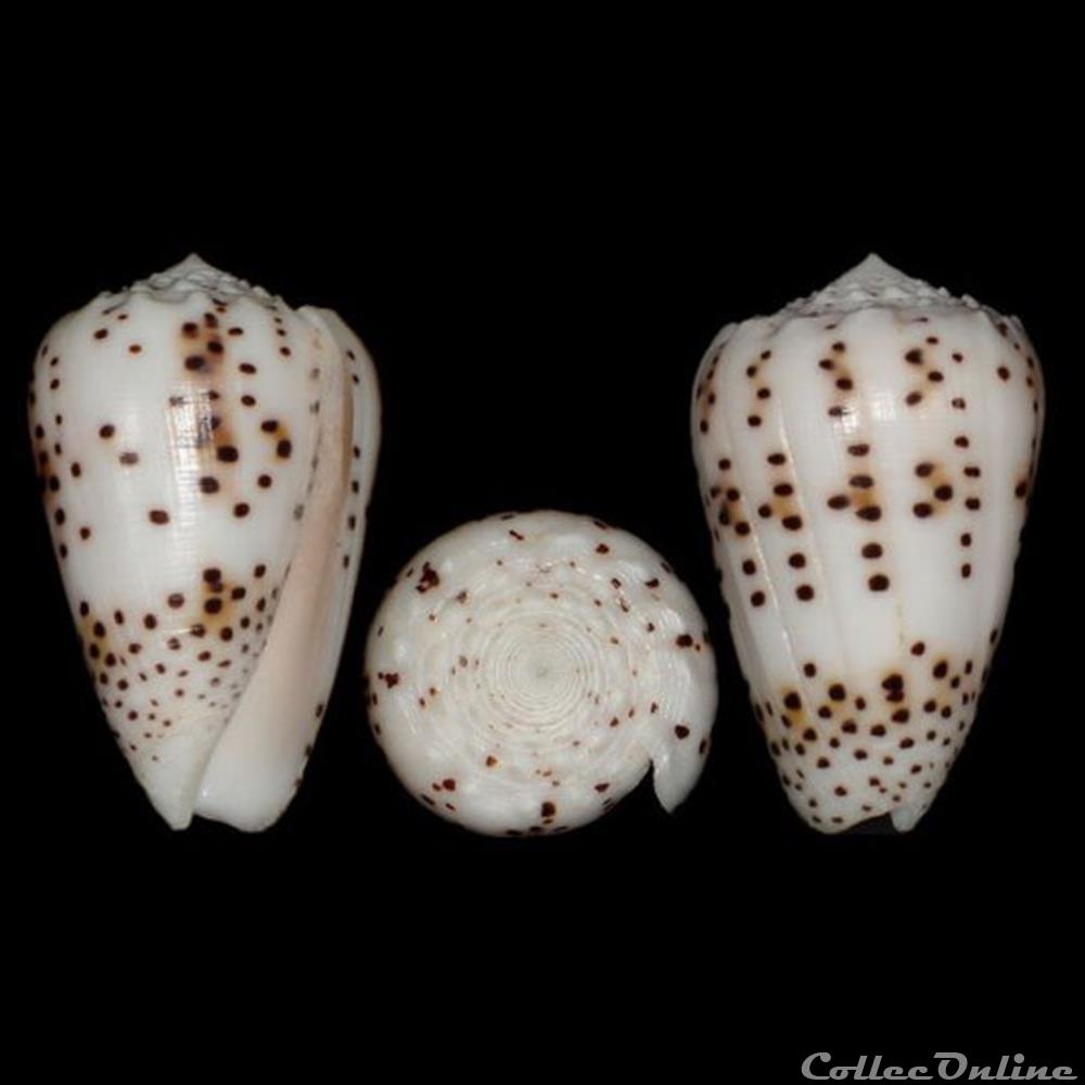 coquillages fossiles gastropoda puncticulis pulicarius hwass in bruguiere 1792