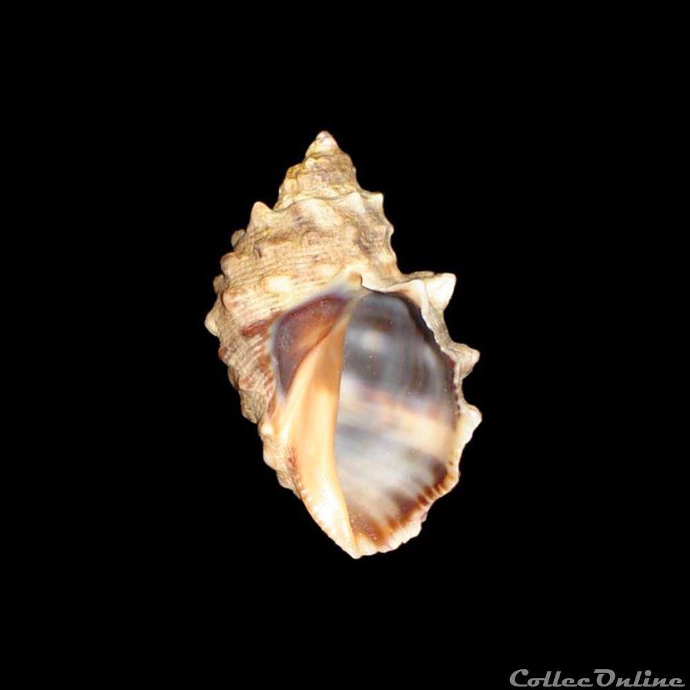 Muricidae - Plicopurpura patula (Linné, 1758) coquillages fossiles gastropoda muricidae plicopurpura patula linne 1758