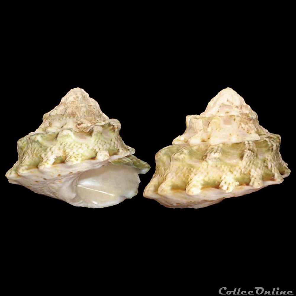 Turbinidae - Lithopoma tuber (Linné, 1758) coquillages fossiles gastropoda turbinidae lithopoma tuber linne 1758