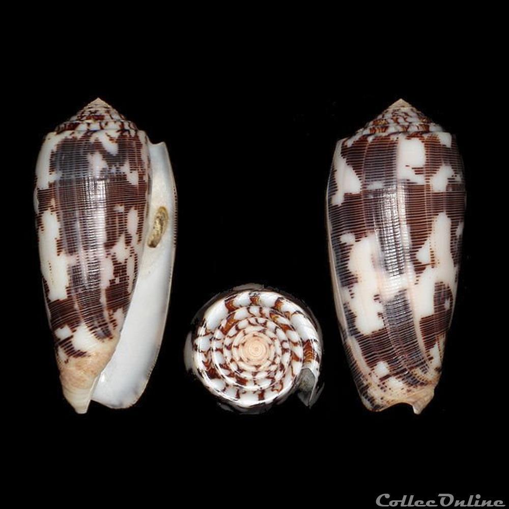 Pionoconus striatus striatus (Linné, 1758) coquillages fossiles gastropoda pionoconus striatus striatus linne 1758