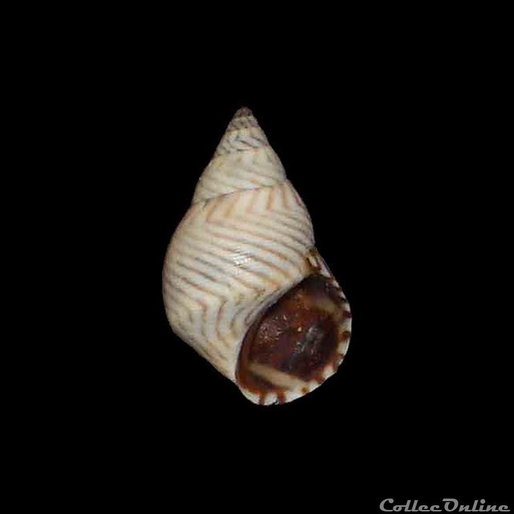 Littorinidae - Echinolittorina ziczac (Gmelin, 1791) coquillages fossiles gastropoda littorinidae echinolittorina ziczac gmelin 1791