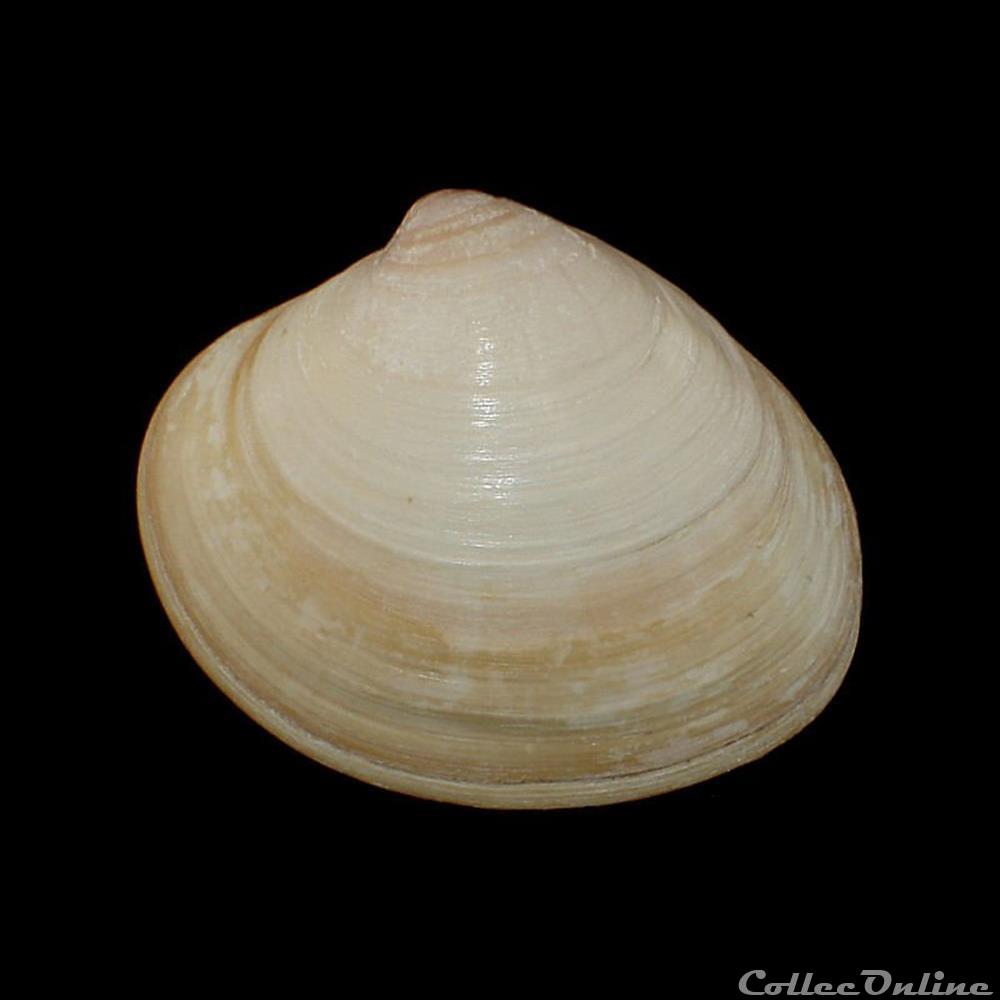 Veneridae - Pitar virgo (Gray, 1838) coquillages fossiles bivalvia veneridae pitar virgo gray 1838