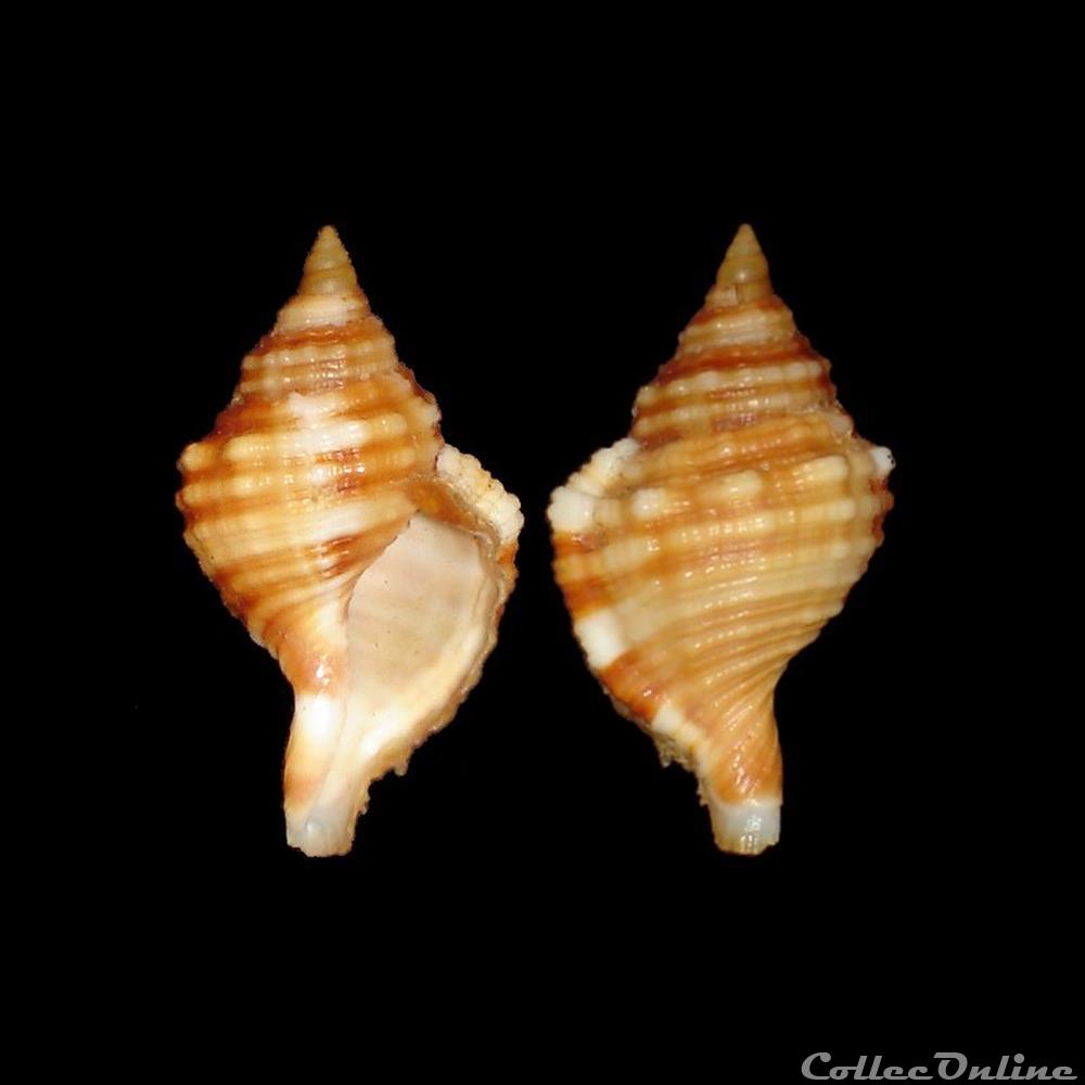Cymatiidae - Monoplex aquatilis (Reeve, 1844) coquillages fossiles gastropoda cymatiidae monoplex aquatilis reeve 1844