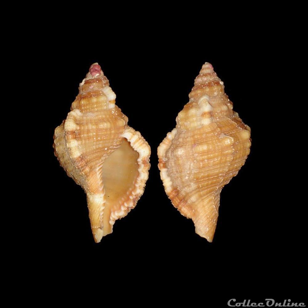 Cymatiidae - Monoplex aquatilis (Reeve, 1844) coquillages fossiles gastropoda cymatiidae monoplex aquatilis reeve 1844