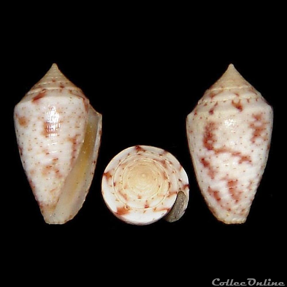Ximeniconus (Perplexiconus) puncticulatus puncticulatus (Hwass in Bruguière, 1792) coquillages fossiles gastropoda ximeniconus perplexiconus puncticulatus puncticulatus hwass in bruguiere 1792