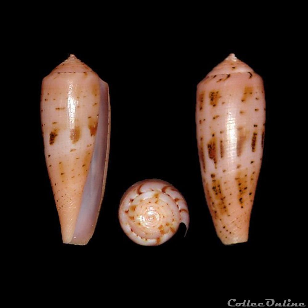 Kioconus (Isoconus) viola (Cernohorsky, 1977) coquillages fossiles gastropoda kioconus isoconus viola cernohorsky 1977