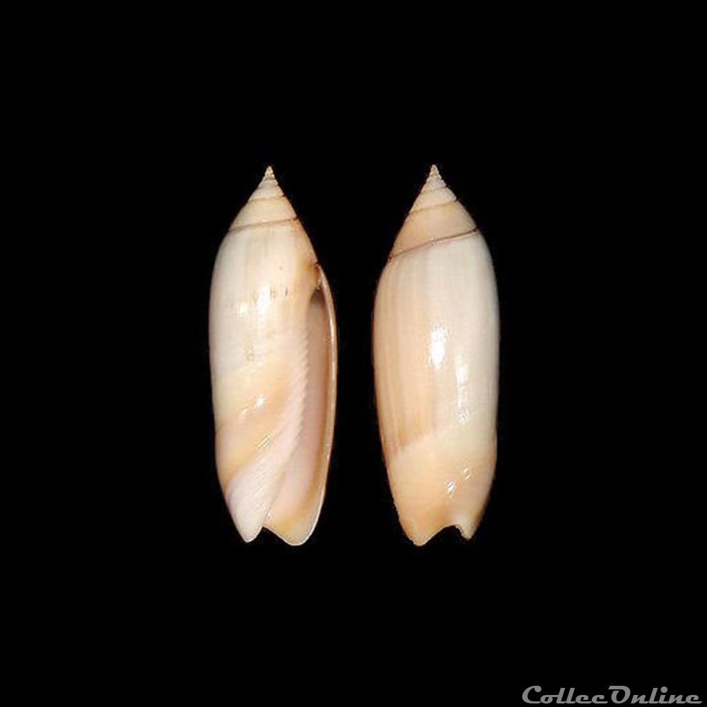 Olividae - Agaronia biraghii (Bernard & Nicolay, 1984) coquillages fossiles gastropoda olividae agaronia biraghii bernard nicolay 1984
