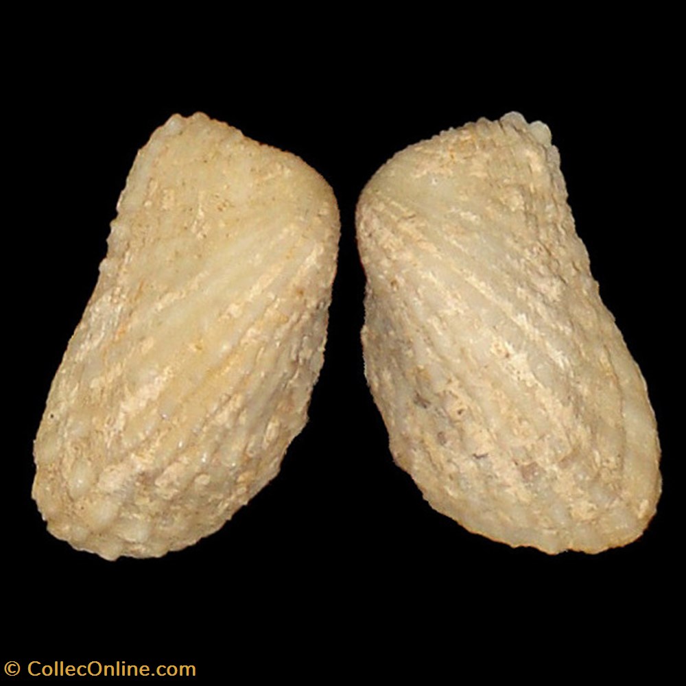 coquillages fossiles bivalvia carditidae cardita calyculata linne 1758