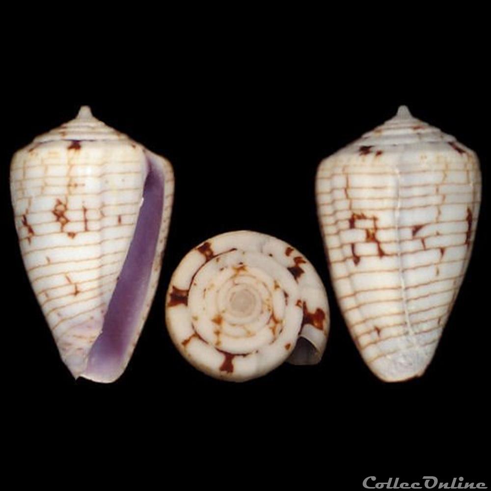 coquillages fossiles gastropoda quasiconus melvilli sowerby iii 1879