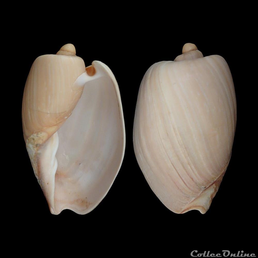 Volutidae - Cymbium olla (Linné, 1758) coquillages fossiles gastropoda volutidae cymbium olla linne 1758