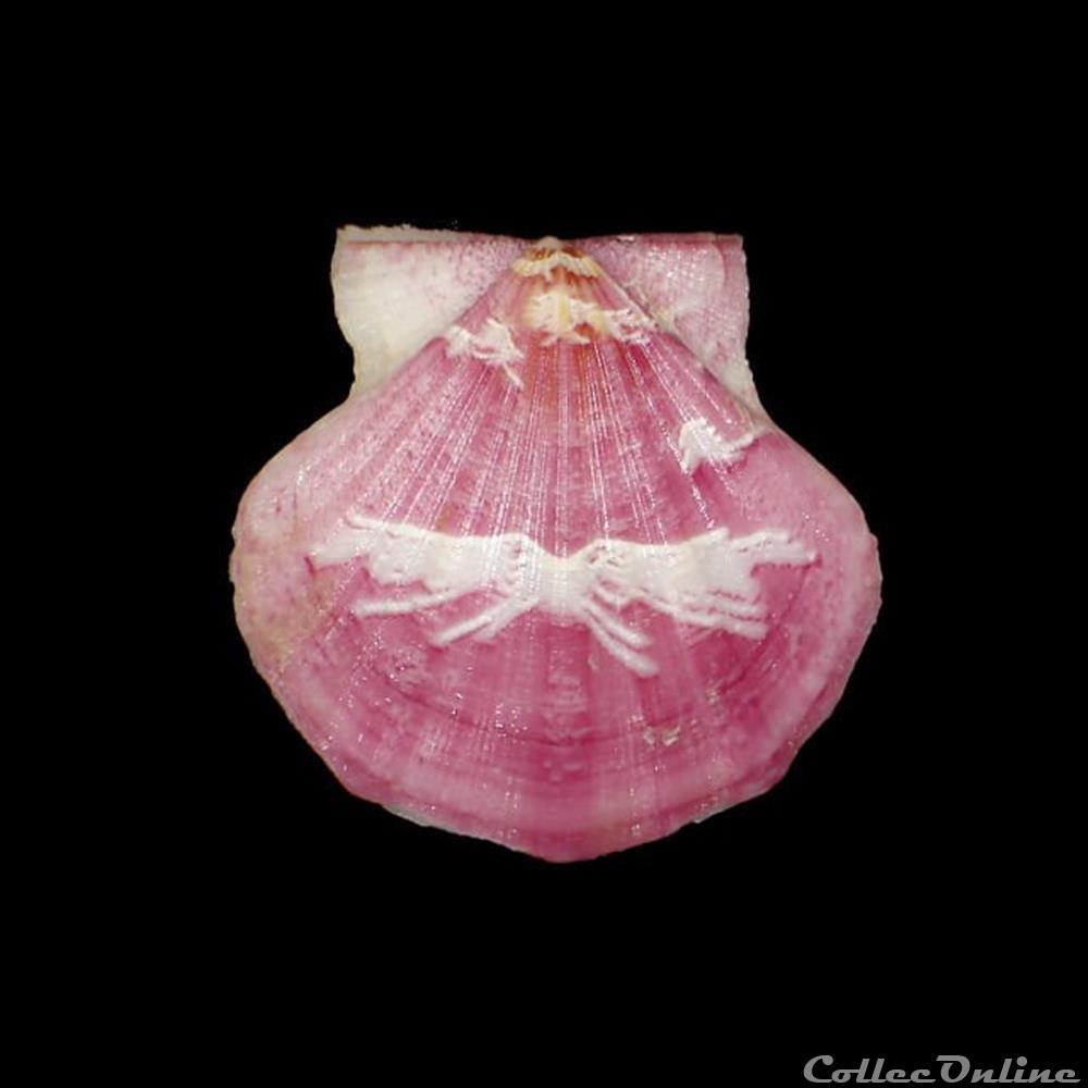 coquillages fossiles bivalvia pectinidae flexopecten glaber linne 1758