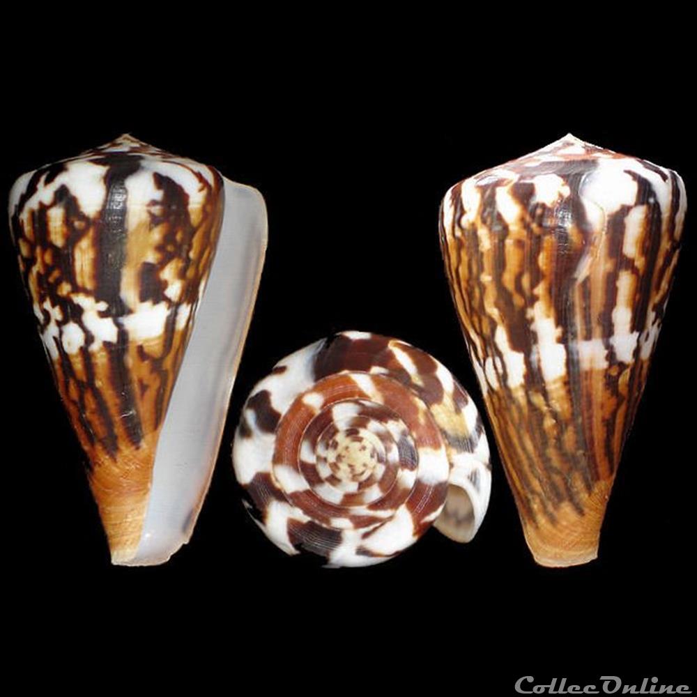Rhizoconus sumatrensis (Hwass in Bruguière, 1792) coquillages fossiles gastropoda rhizoconus sumatrensis hwass in bruguiere 1792