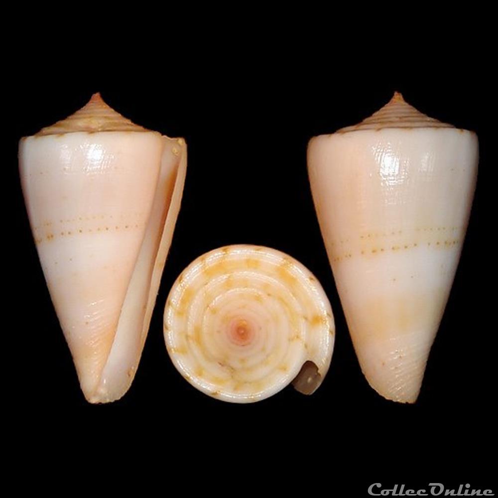 Conidae - Dauciconus (Dauciconus) daucus (Hwass in Bruguière, 1792) coquillages fossiles gastropoda conidae dauciconus dauciconus daucus hwass in bruguiere 1792