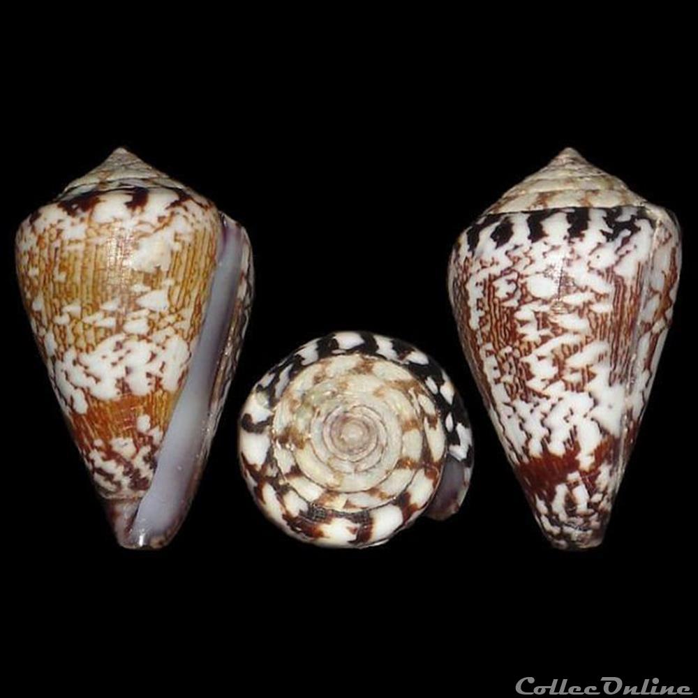 Conidae - Lautoconus (Africonus) derrubado (Rolán & Fernandes, 1990) coquillages fossiles gastropoda conidae lautoconus africonus derrubado rolan fernandes 1990
