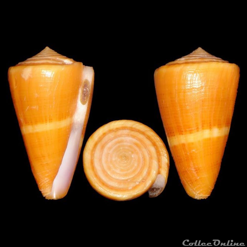 Conidae - Dauciconus (Dauciconus) daucus (Hwass in Bruguière, 1792) coquillages fossiles gastropoda conidae dauciconus dauciconus daucus hwass in bruguiere 1792